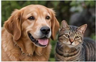 Dog and cat representing animal welfare support